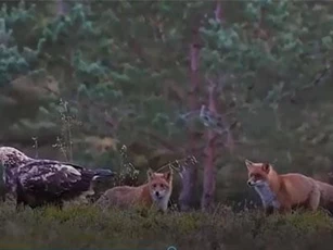 CLIP: Hai con cáo lép vế trước đại bàng