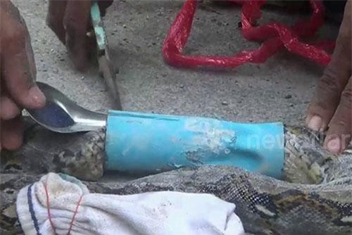 Trăn khổng lồ mắc kẹt vào ống thoát nước khi tìm cách chạy trốn khỏi bầy chó