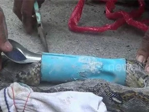 Trăn khổng lồ mắc kẹt vào ống thoát nước khi tìm cách chạy trốn khỏi bầy chó