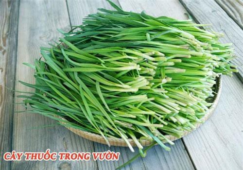 Nhà nào cũng nên trồng sẵn một chậu cây hẹ vì những lợi ích cho sức khỏe trẻ nhỏ và trẻ sơ sinh quá tốt thế này