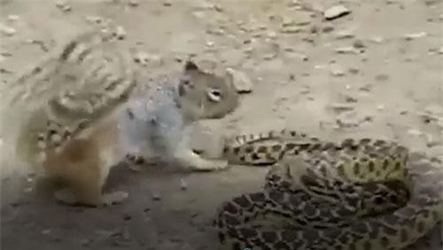 CLIP: Sóc mẹ tử chiến với rắn bảo vệ con