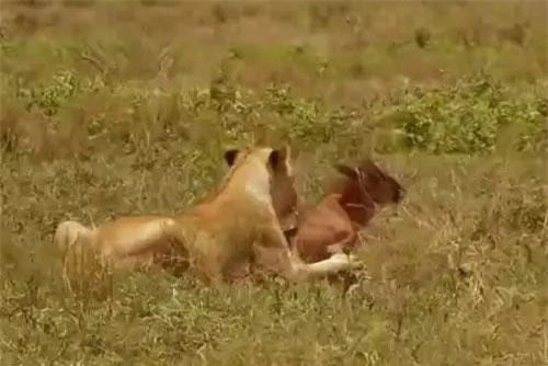 Linh dương đầu bò con bị lạc đàn, vô tình trở thành miếng mồi ngon cho báo săn háu đói.