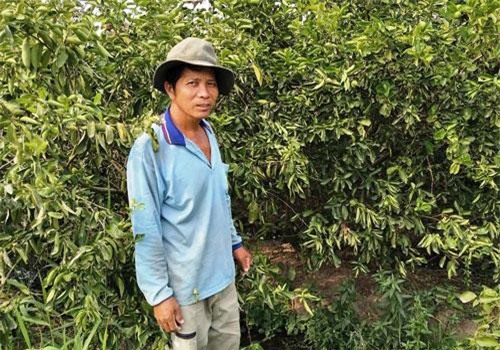 Kiên Giang: Kiếm bộn tiền nhờ trồng chanh không hạt Limca cho trái nghịch vụ
