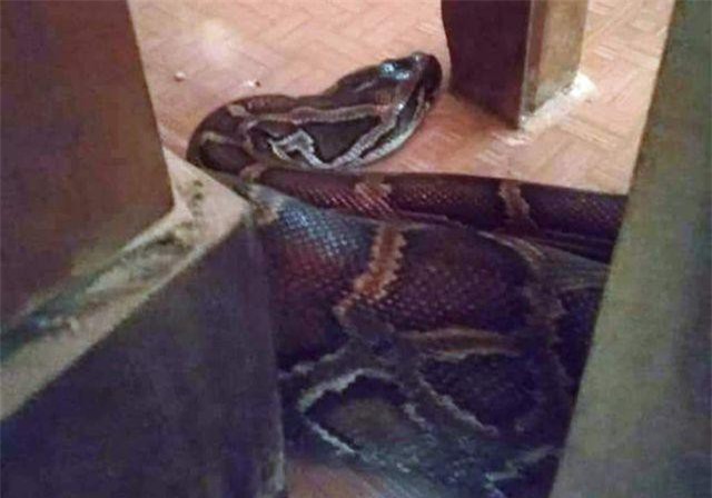 An Giang: Trăn "khủng" được phóng sinh liên tục bò lại về chùa, ở lì không đi