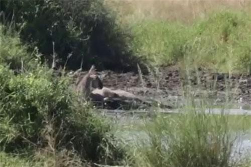 Linh dương vùng vẫy, tìm cách thoát khỏi hàm cá sấu