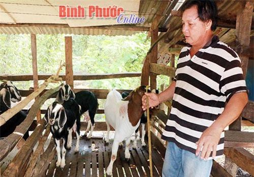 Bình Phước: Giá hạt tiêu "gầy" thê thảm, nhưng đàn dê lại béo tốt nhờ trụ cây keo