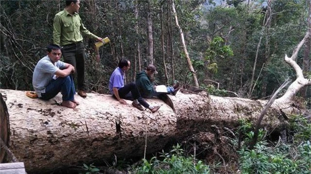 Đi chuyển gỗ tang vật, phát hiện thêm hàng chục khối gỗ quý - 2