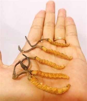 Vì sao Đông trùng hạ thảo Nepal lại được “săn lùng” đến vậy?