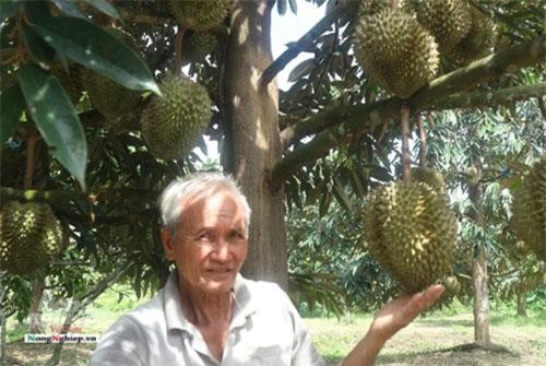 Cần Thơ: Vườn sầu riêng thu bạc tỷ của lão nông 71 tuổi
