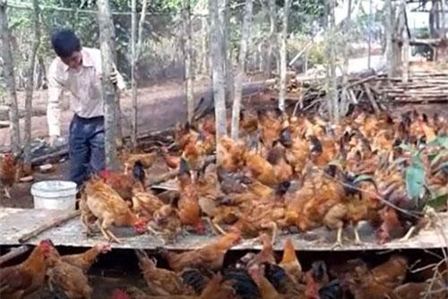 CLIP: Mô hình nuôi gà dược liệu tại Kon Tum