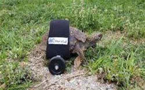 Sáng tạo xe lăn cho rùa bị liệt