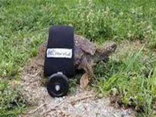 Sáng tạo xe lăn cho rùa bị liệt