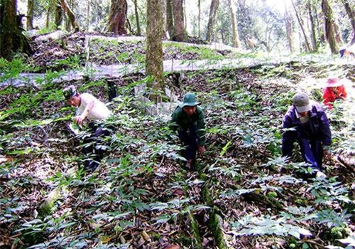 Quảng Nam: "Giấu báu vật" trong rừng sâu, vùng đất nghèo giờ có nhiều tỷ phú