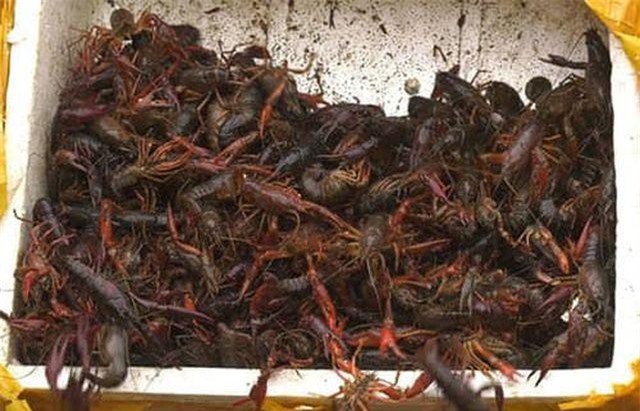 Bộ Nông nghiệp: Tôm hùm đất bị cấm buôn bán ở Việt Nam