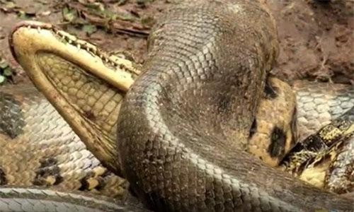 CLIP: Cá sấu bỏ mạng khi gặp trăn Anaconda khổng lồ