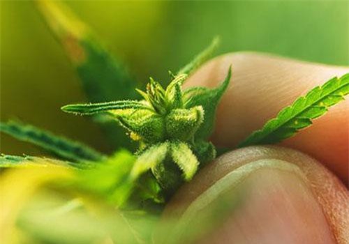 Đã xác định được nguồn gốc của cây cần sa?