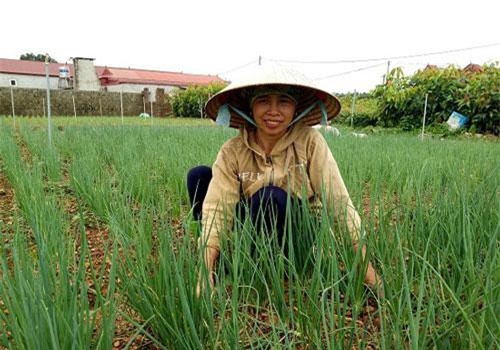 Sơn La: Ở nơi này dân khấm khá nhờ mỗi năm bán ra 3.000 tấn rau ngon