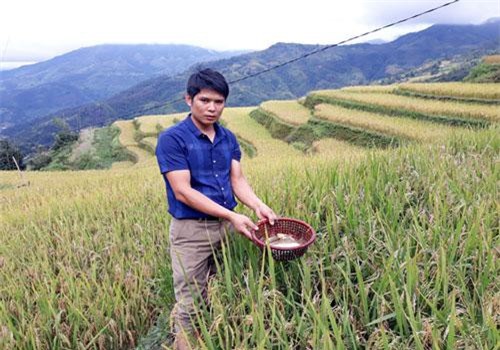 Hà Giang: Vì sao dân ở đây nuôi được cá chép trong ruộng bậc thang rất cao?