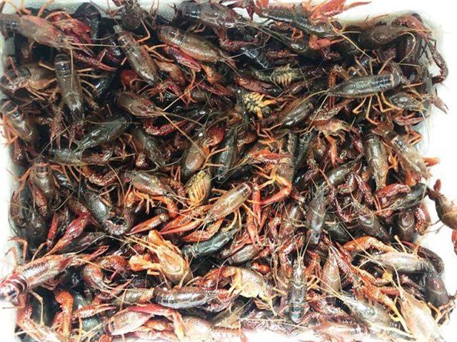 Dân buôn tôm hùm đất đồng loạt thông báo "kẹt hàng"…vì đang bị “sờ gáy”