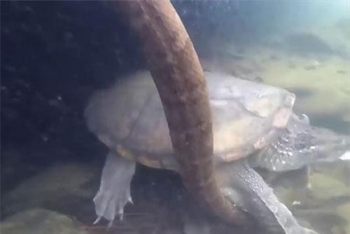  Rắn bị cắn nát bấy đuôi vì lỡ đi vào lãnh địa của rùa