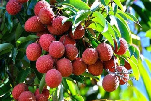 Quả vải xuất khẩu chính ngạch có giá cao