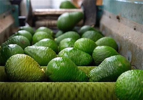 Xúc tiến xuất khẩu bơ vào thị trường Mỹ