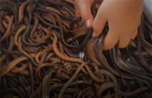 CLIP: Cách bắt lươn đồng hiệu quả của phụ nữ Ninh Bình