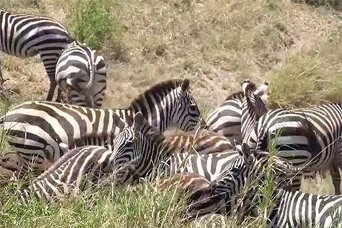 Cuộc rượt đuổi đầy kịch tính của đàn sư tử háu đói và ngựa vằn