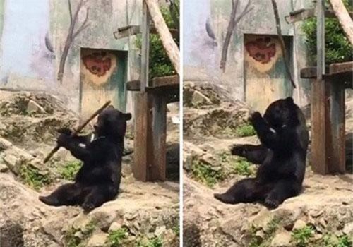 Gấu đen khổng lồ khổ luyện kungfu ai thấy cũng phải cười