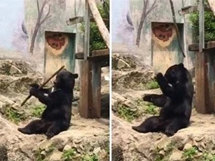 Gấu đen khổng lồ khổ luyện kungfu ai thấy cũng phải cười