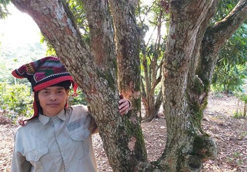 “Biến” 160 gốc nhãn cỏ thành nhãn ghép, thu thêm 300 triệu/vụ