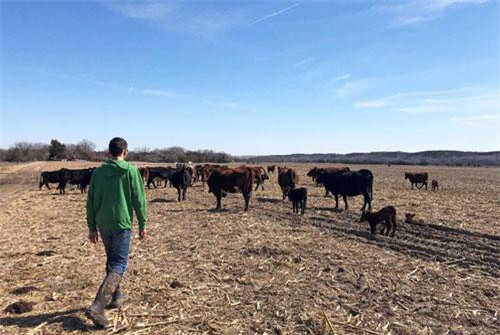 Mỹ chi 16 tỷ USD hỗ trợ nông dân bị ảnh hưởng bởi chiến tranh thương mại