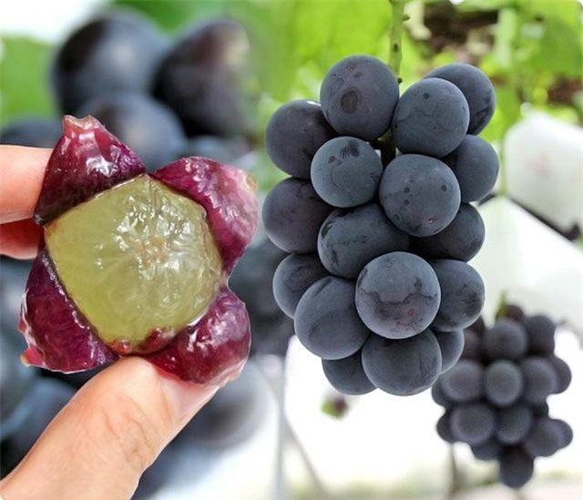 Nho đen vị rượu 1,5 triệu đồng/chùm, giới trẻ tranh nhau mua ăn thử