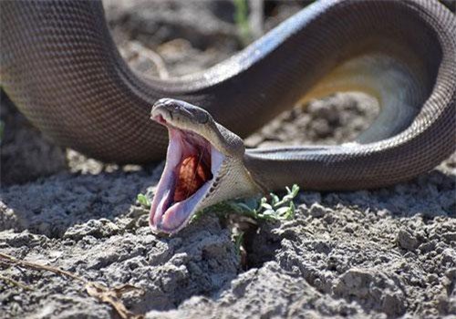 Rùng mình cảnh trăn khổng lồ nuốt chửng và nôn ra một con trăn còn lớn hơn