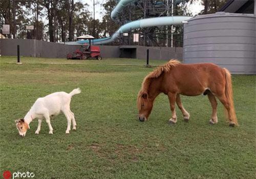 Bất ngờ dê trắng và ngựa lùn "dính" nhau như keo