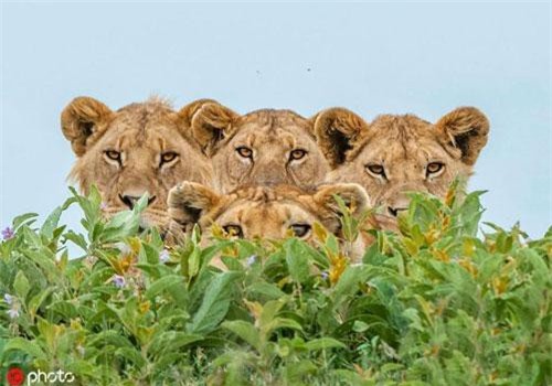 Nhiếp ảnh gia "hú hồn" bị cả nhà sư tử cảnh cáo "gắt"