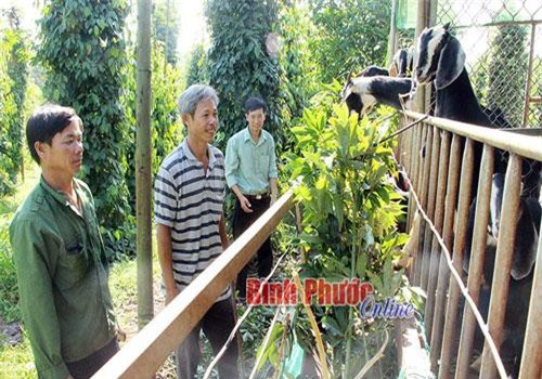 Bình Phước: Lùng sục mua dê kiểu lớn, bé đều "cân tất"