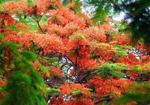 Rạo rực ngắm phố phường Hà Nội mùa phượng vĩ đơm hoa