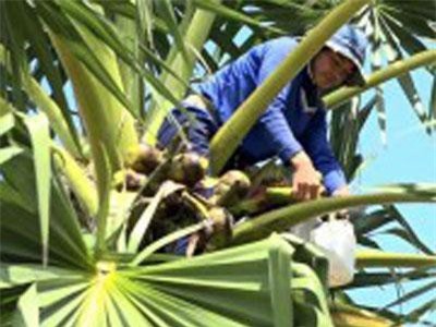 Độc đáo: Trèo cây lấy nước "trên trời" nấu thành đặc sản ở An Giang