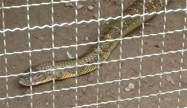 An Giang: Du khách vẫn nườm nượp kéo đến xem cặp rắn hổ mây “khủng” bắt ở núi Cấm