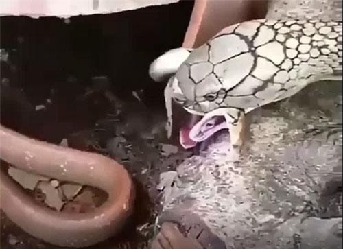  CLIP: Hổ mang chúa khổng lồ đoạt mạng rắn chuột