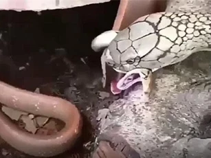 CLIP: Hổ mang chúa khổng lồ đoạt mạng rắn chuột