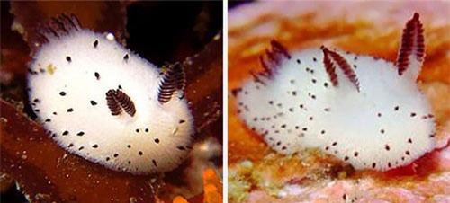 Sinh vật biển gây sốt với vẻ ngoài giống cừu, thỏ