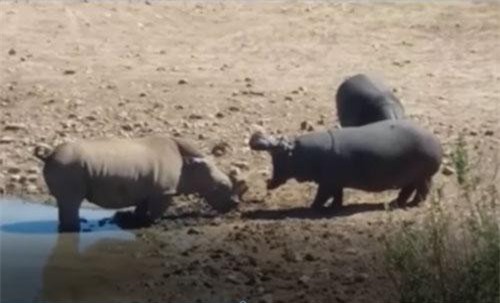 CLIP: Hà mã nổi giận, đoạt mạng tê giác