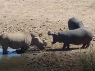 CLIP: Hà mã nổi giận, đoạt mạng tê giác