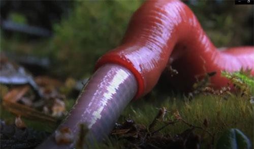 CLIP: Kinh hoàng cảnh đỉa nuốt chửng con mồi to bằng cơ thể mình