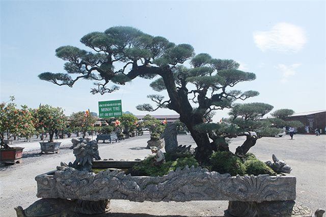 Đại gia Hà Nam chi tiền tỷ để mua phi lao "tóc mây" hơn 100 năm tuổi