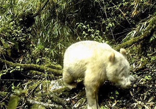 Công bố hình ảnh đầu tiên về gấu trúc bạch tạng khổng lồ hiếm có trên thế giới với những đặc điểm "khác thường"