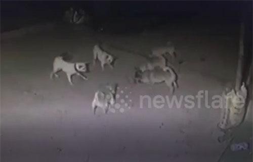 CLIP: Cái kết đắng cho đàn chó tử chiến với rắn hổ mang