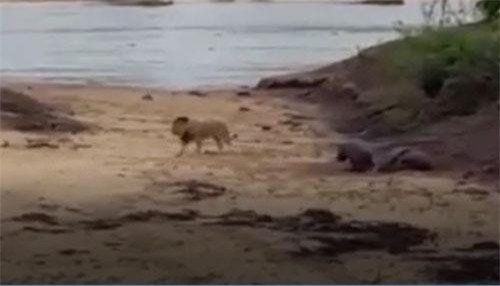 CLIP: Hà mã con liều mạng đối đầu sư tử để bảo vệ mẹ